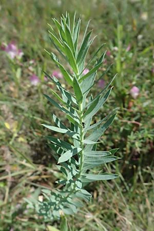 Galatella cana \ Graue Steppen-Aster, A Siegendorf 12.7.2023