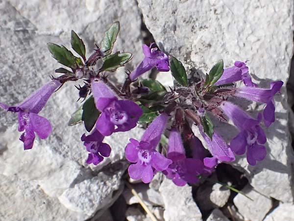 Clinopodium alpinum \ Alpen-Steinquendel, Alpen-Bergminze / Alpine Calamint, A Admont 5.7.2024