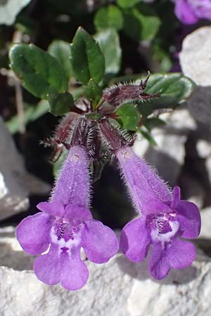 Clinopodium alpinum \ Alpen-Steinquendel, Alpen-Bergminze / Alpine Calamint, A Admont 5.7.2024