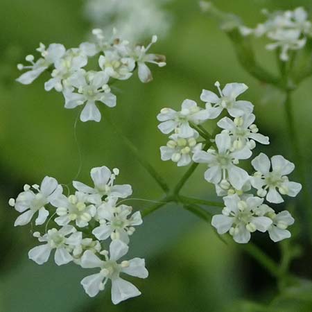 Anthriscus cerefolium var. trichocarpus \ Wilder Garten-Kerbel / Wild Chervil, A Pulkau 9.5.2025