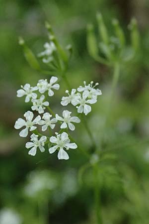 Anthriscus cerefolium var. trichocarpus \ Wilder Garten-Kerbel / Wild Chervil, A Pulkau 9.5.2025