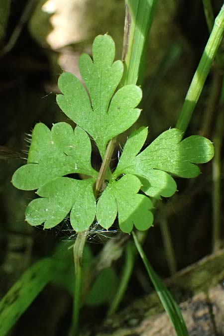 Anthriscus cerefolium var. trichocarpus \ Wilder Garten-Kerbel / Wild Chervil, A Gie&szlig;h&uuml;bl 12.5.2025