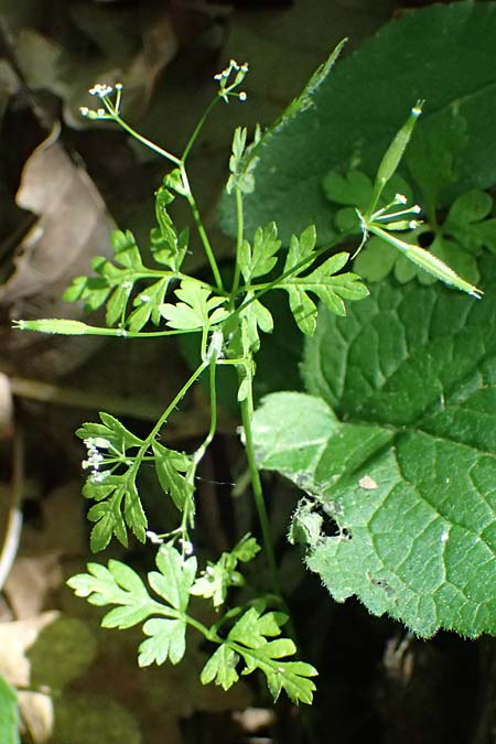Anthriscus cerefolium var. trichocarpus \ Wilder Garten-Kerbel / Wild Chervil, A Gie&szlig;h&uuml;bl 12.5.2025