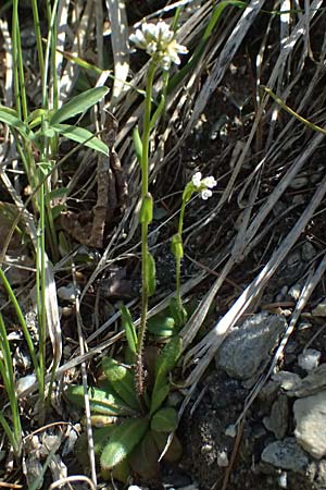 Arabis ciliata \ Doldige Gnsekresse, A Felbertauern 14.5.2025