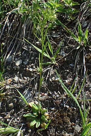 Arabis ciliata \ Doldige Gnsekresse, A Felbertauern 14.5.2025