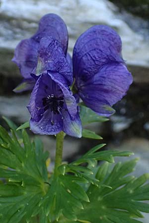 Aconitum tauricum \ Tauern-Eisenhut, A Gro&szlig;glockner 11.8.2025