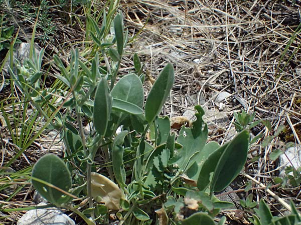 Anthyllis vulneraria subsp. carpatica \ Karpaten-Wundklee / Carpathian Kidney Vetch, A Hainburg 13.6.2026