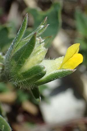 Anthyllis vulneraria subsp. carpatica \ Karpaten-Wundklee / Carpathian Kidney Vetch, A Hainburg 13.6.2026