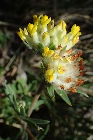 Anthyllis vulneraria subsp. carpatica \ Karpaten-Wundklee / Carpathian Kidney Vetch, A Hainburg 13.6.2026