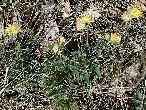 Anthyllis vulneraria subsp. carpatica \ Karpaten-Wundklee / Carpathian Kidney Vetch, A Hainburg 13.6.2026