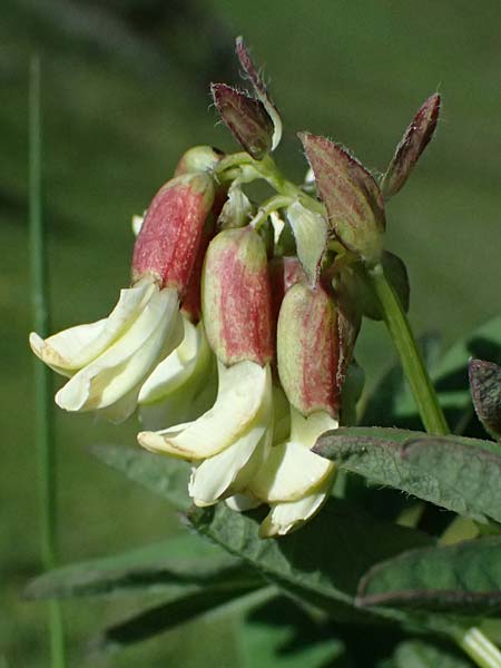Astragalus frigidus \ Gletscher-Tragant, A Bad Gastein 29.6.2025