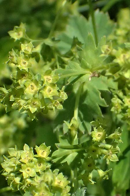 Alchemilla glabra \ Kahler Frauenmantel, A Trenchtling 6.7.2024