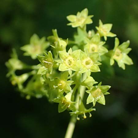 Alchemilla glabra \ Kahler Frauenmantel, A Trenchtling 6.7.2024