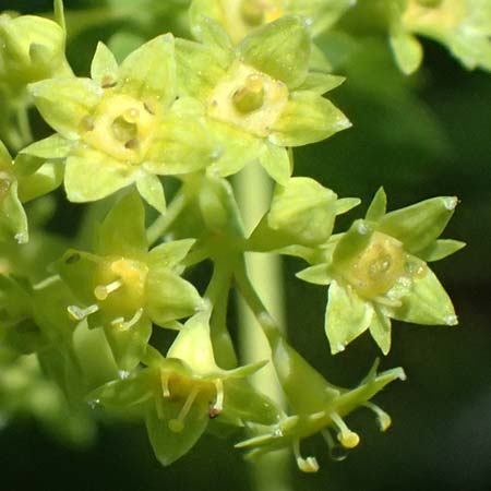 Alchemilla glabra \ Kahler Frauenmantel, A Trenchtling 6.7.2024