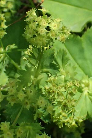 Alchemilla glabra \ Kahler Frauenmantel, A Trenchtling 6.7.2024