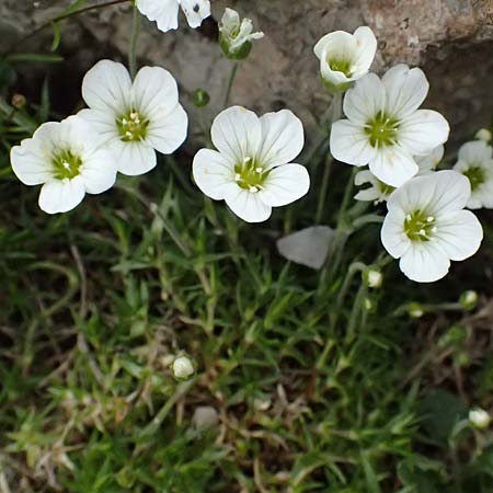 Arenaria grandiflora \ Grobltiges Sandkraut / Large-Flowered Sandwort, A Trenchtling 6.7.2024