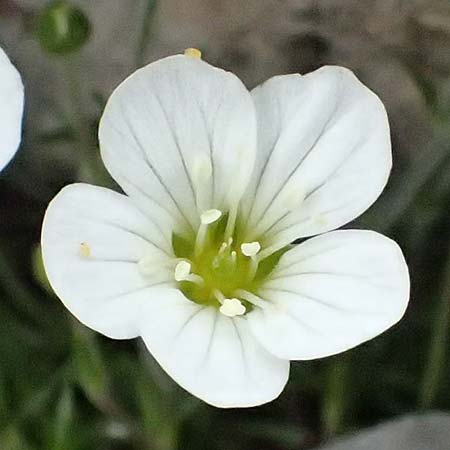 Arenaria grandiflora \ Grobltiges Sandkraut / Large-Flowered Sandwort, A Trenchtling 6.7.2024