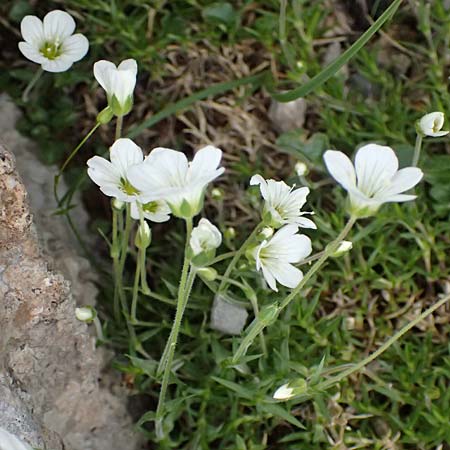 Arenaria grandiflora \ Grobltiges Sandkraut / Large-Flowered Sandwort, A Trenchtling 6.7.2024