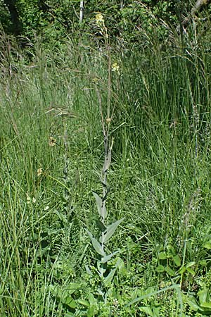 Turritis glabra \ Kahles Turmkraut, Kahle G�nsekresse, A Hainburg 10.5.2025