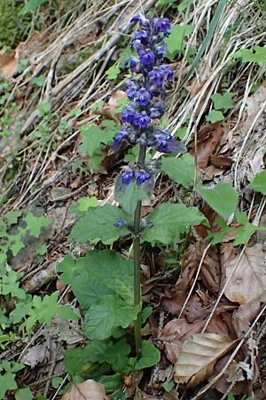 Ajuga reptans \ Kriechender G�nsel / Bugle, A Fronleiten 13.5.2025
