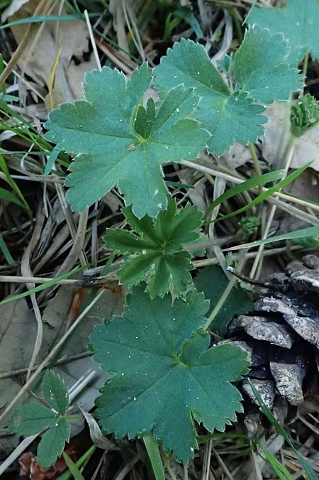 Alchemilla subcrenata \ Stumpfzhniger Frauenmantel / Broadtooth Lady's Mantle, A Wien, Lainzer Tiergarten 12.5.2025