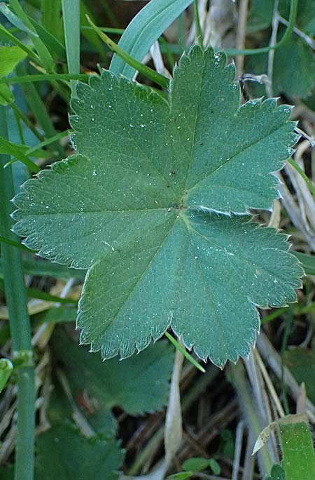Alchemilla subcrenata \ Stumpfzhniger Frauenmantel / Broadtooth Lady's Mantle, A Wien, Lainzer Tiergarten 12.5.2025