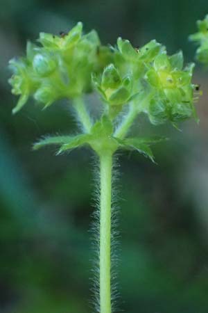 Alchemilla subcrenata \ Stumpfzhniger Frauenmantel / Broadtooth Lady's Mantle, A Wien, Lainzer Tiergarten 12.5.2025