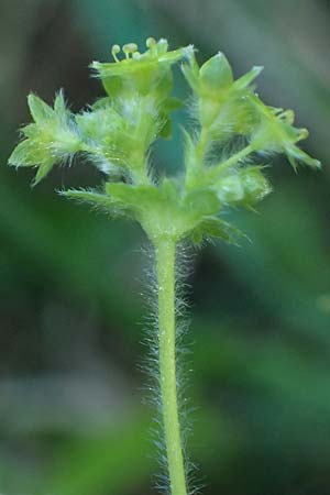Alchemilla subcrenata \ Stumpfzhniger Frauenmantel / Broadtooth Lady's Mantle, A Wien, Lainzer Tiergarten 12.5.2025