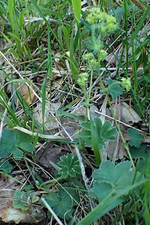 Alchemilla subcrenata \ Stumpfzhniger Frauenmantel / Broadtooth Lady's Mantle, A Wien, Lainzer Tiergarten 12.5.2025