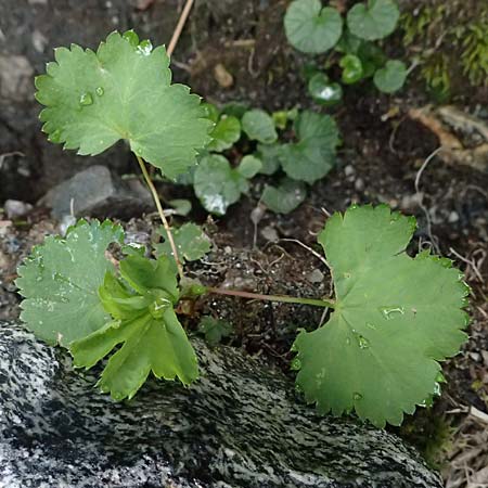 Alchemilla spec2 ? \ Frauenmantel / Lady's Mantle, A Felbertal, Hintersee 4.7.2025