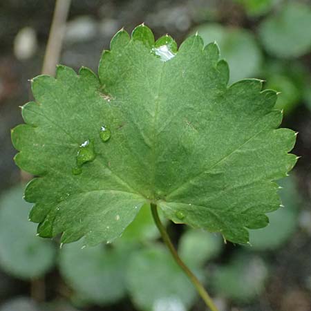Alchemilla spec2 ? \ Frauenmantel / Lady's Mantle, A Felbertal, Hintersee 4.7.2025