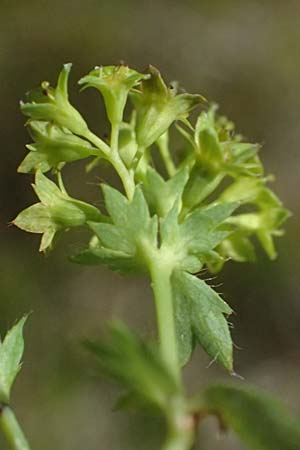 Alchemilla spec3 ? \ Frauenmantel / Lady's Mantle, A Gro&szlig;glockner 11.8.2025