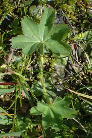 Alchemilla spec3 ? \ Frauenmantel / Lady's Mantle, A Gro&szlig;glockner 11.8.2025