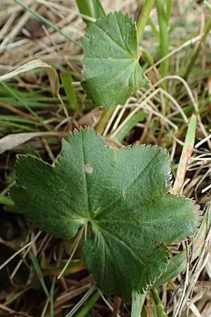 Alchemilla spec5 ? \ Frauenmantel / Lady's Mantle, A Feistritzgraben bei/near Knittelfeld 15.6.2026
