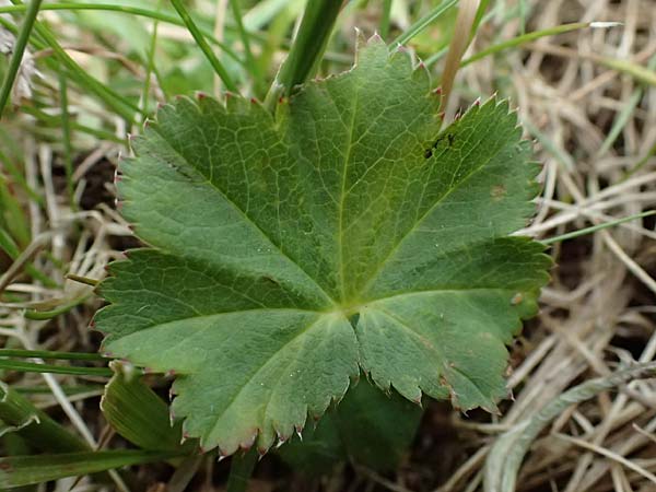 Alchemilla spec5 ? \ Frauenmantel / Lady's Mantle, A Feistritzgraben bei/near Knittelfeld 15.6.2026