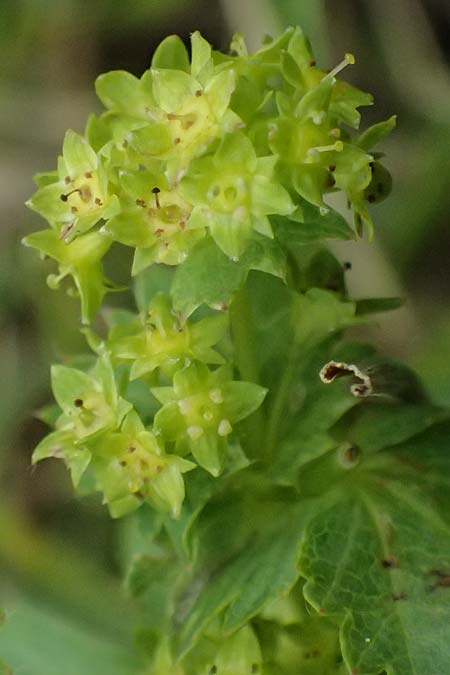 Alchemilla spec5 ? \ Frauenmantel / Lady's Mantle, A Feistritzgraben bei/near Knittelfeld 15.6.2026
