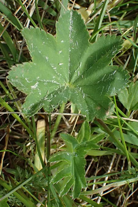 Alchemilla spec5 ? \ Frauenmantel / Lady's Mantle, A Feistritzgraben bei/near Knittelfeld 15.6.2026