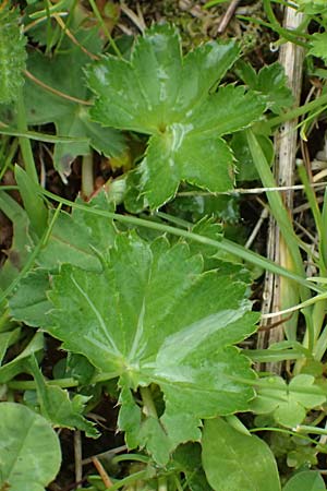 Alchemilla spec4 ? \ Frauenmantel / Lady's Mantle, A Felbertauern Nordportal 18.6.2026