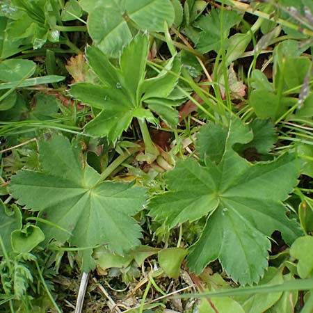 Alchemilla spec4 ? \ Frauenmantel / Lady's Mantle, A Felbertauern Nordportal 18.6.2026