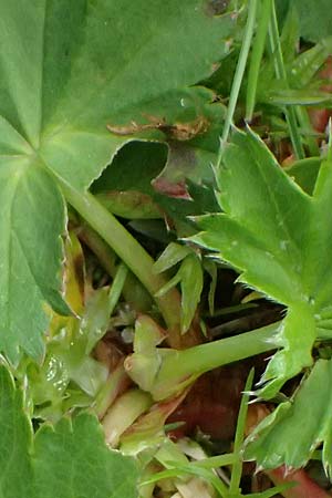 Alchemilla spec4 ? \ Frauenmantel / Lady's Mantle, A Felbertauern Nordportal 18.6.2026