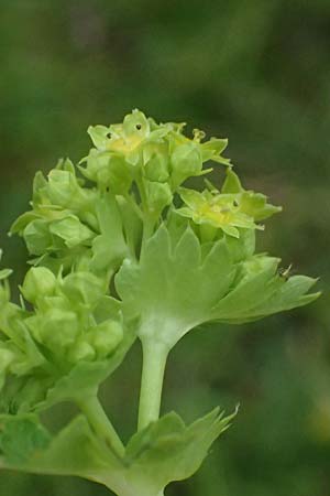 Alchemilla spec4 ? \ Frauenmantel / Lady's Mantle, A Felbertauern Nordportal 18.6.2026