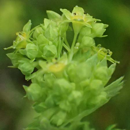Alchemilla spec4 ? \ Frauenmantel / Lady's Mantle, A Felbertauern Nordportal 18.6.2026