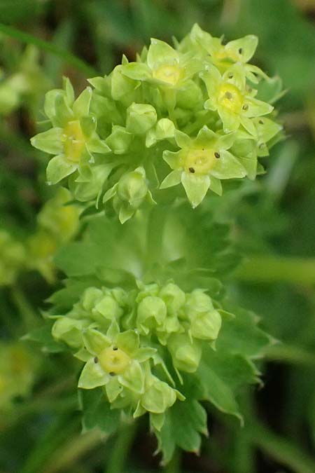 Alchemilla spec4 ? \ Frauenmantel / Lady's Mantle, A Felbertauern Nordportal 18.6.2026