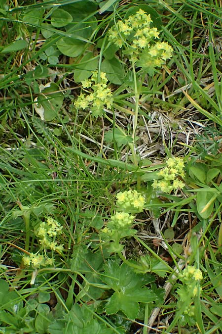 Alchemilla spec4 ? \ Frauenmantel / Lady's Mantle, A Felbertauern Nordportal 18.6.2026