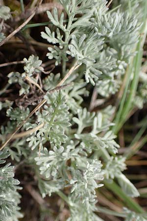 Artemisia santonicum / Saline Wormwood, A Seewinkel, Apetlon 9.5.2012