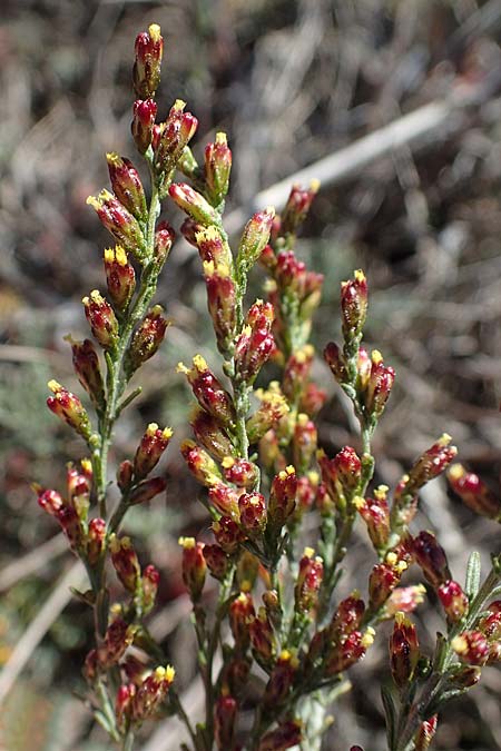 Artemisia santonicum / Saline Wormwood, A Seewinkel, Apetlon 20.9.2012