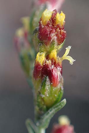 Artemisia santonicum / Saline Wormwood, A Seewinkel, Apetlon 20.9.2012
