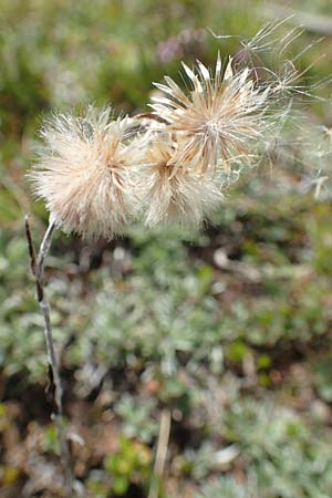 Antennaria dioica / Mountain Everlasting, A Carinthia, Koralpe 9.8.2016