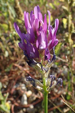 Astragalus onobrychis \ Esparsetten-Tragant, Langfahnen-Tragant, A Seewinkel, Illmitz 23.9.2022