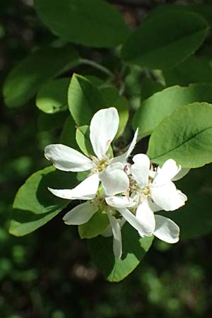 Amelanchier ovalis \ Gewhnliche Felsenbirne / European Service Berry, A Bad Vöslau 12.5.2025